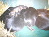 PUPPIES AVAILABLE