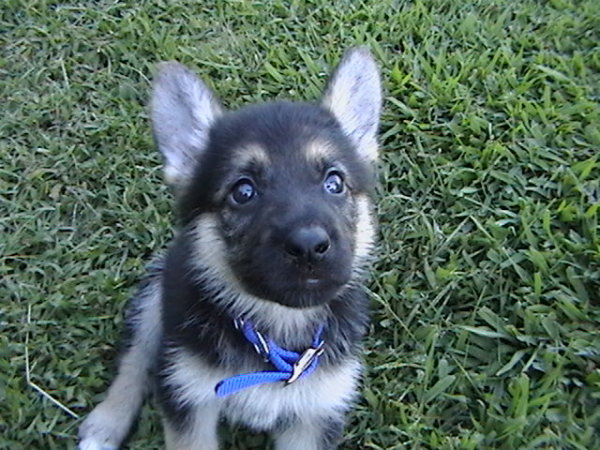 Jackie 8 weeks old